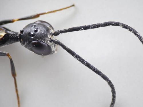 Gasteruption caucasicum